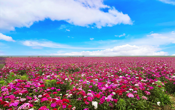 北疆風情、喀納斯、禾木村、喀拉峻、天山花海、巴音布魯克、雙點進出、三排座12日(自由行)