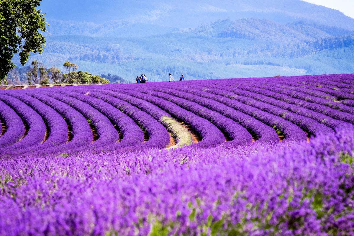 世界島嶼．浪漫薰衣草．塔斯馬尼亞．三大國家公園12日