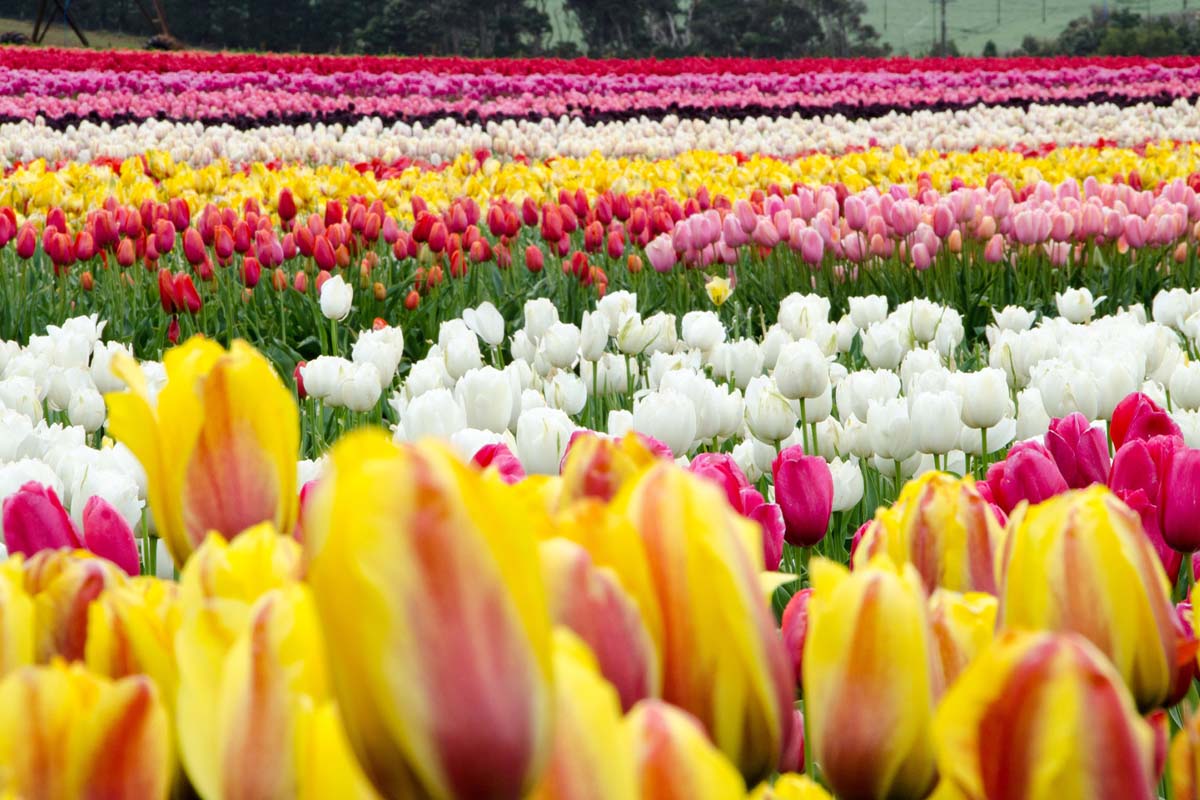 世界島嶼．鬱金香狂想曲．塔斯馬尼亞．三大國家公園12日