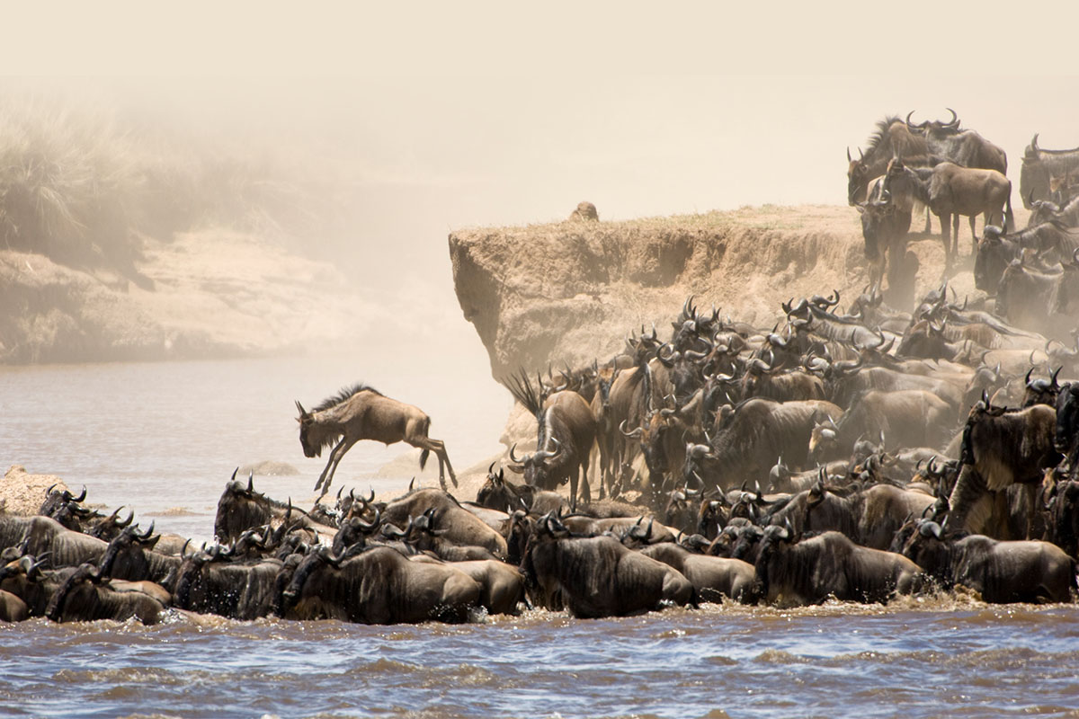 肯亞動物大遷徙10日