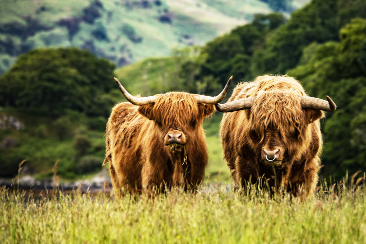 經典日不落帝國 英國、愛爾蘭15日