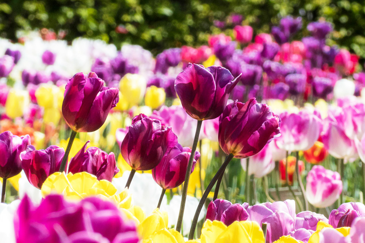 荷蘭．比利時．盧森堡花季11日