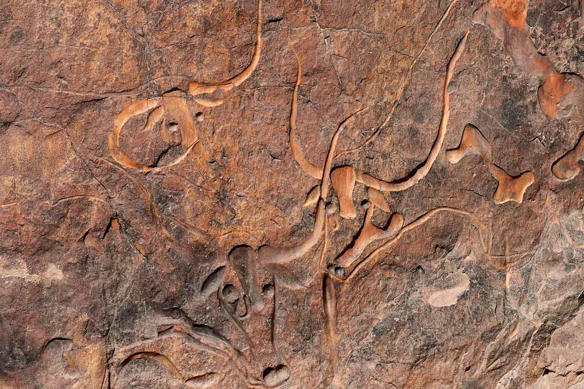 阿爾及利亞突尼西亞14日